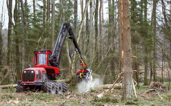 Forest Clearance Service in Loveland